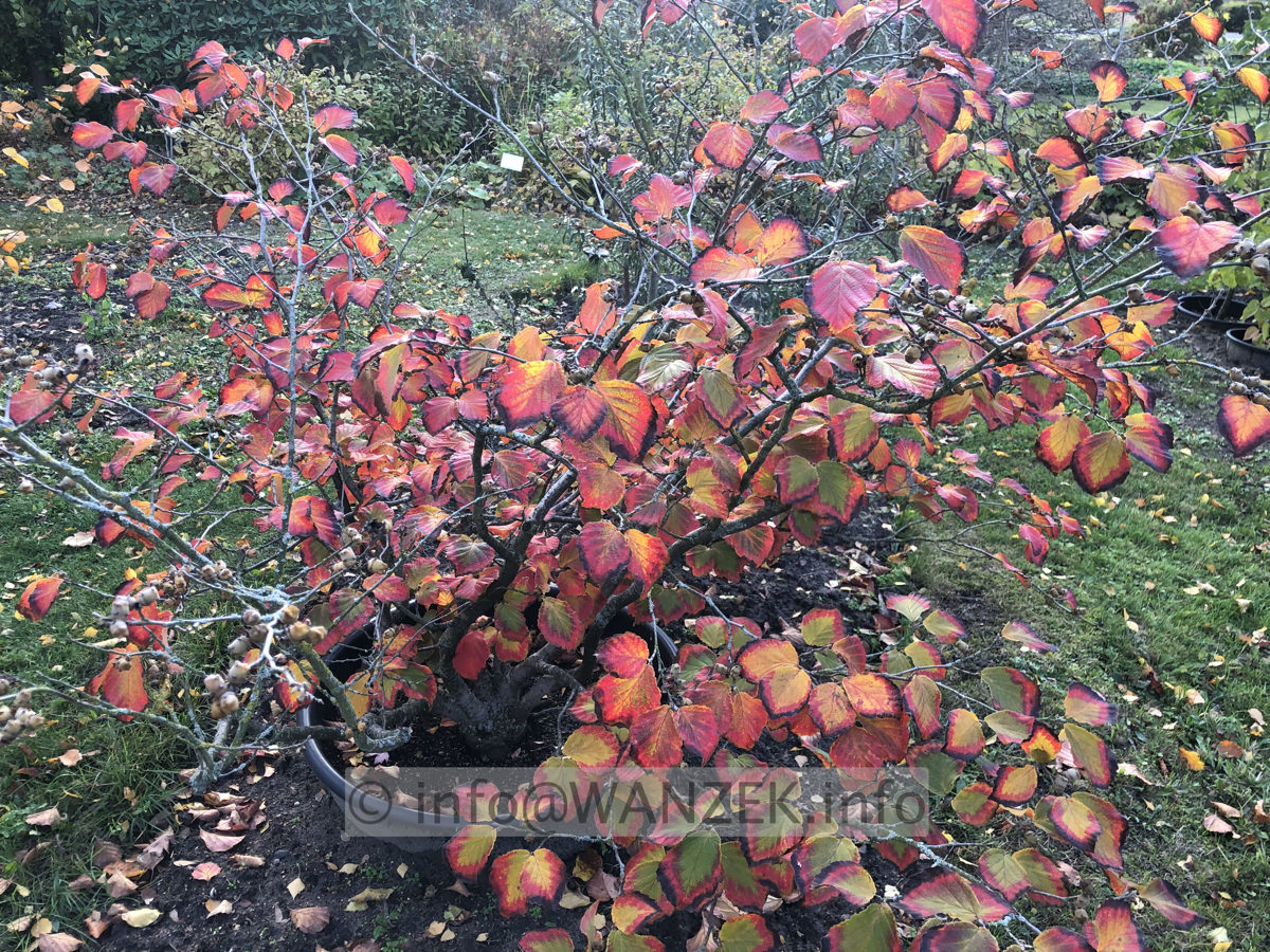Hamamelis Diane - 009 restl Herbstf.JPG